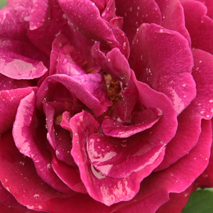 Питомник РозPoзa Сувенир дю Доктор Жама - Ремонтантная гибридная роза  - лиловая - роза с тонким запахом - Франсуа Лашарм - На стеблях, на которых почти нет шипов, постоянно распускаются лилово-красные цветы.